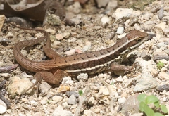 Leiocephalus cubensis
