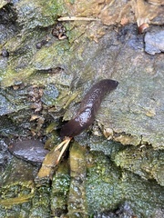Limax cinereoniger