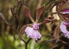 Encyclia phoenicea