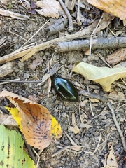 Hydrophilus triangularis