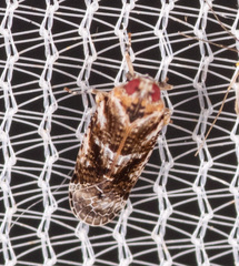 Catonia cinctifrons