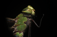 Erythemis vesiculosa
