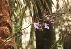 Encyclia phoenicea