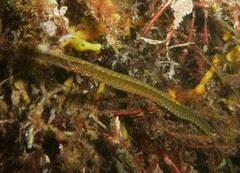 Syngnathus typhle