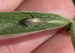 Oncotylus viridiflavus