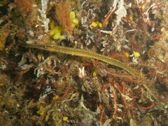 Syngnathus typhle