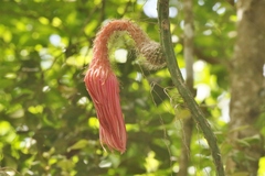 Cactoideae
