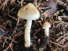 Inocybe ochroalba