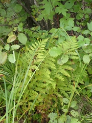 Athyrium angustum