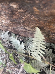 Myriopteris lindheimeri