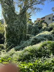 Fallopia baldschuanica
