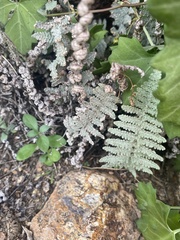 Myriopteris lindheimeri