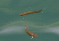 Gambusia punctata