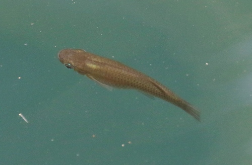 Cuban Gambusia (Gambusia punctata) — Poeciliidae — 4