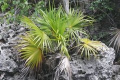 Thrinax radiata