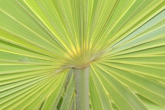 Thrinax radiata