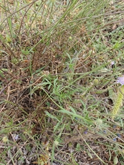 Dipsacoideae