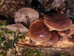 Gymnopus foetidus