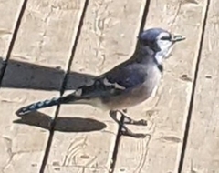 Cyanocitta cristata image