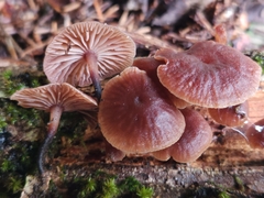Gymnopus foetidus