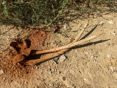 Battarrea phalloides