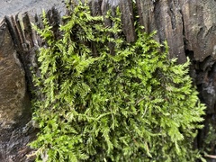 Brachythecium rutabulum