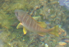Lutjanus apodus