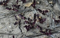 Trianthema portulacastrum