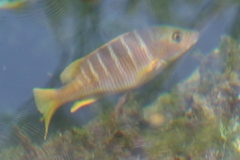 Lutjanus apodus
