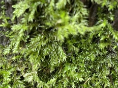 Brachythecium rutabulum