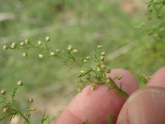 Artemisia annua