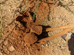 Battarrea phalloides