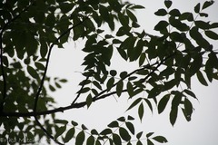 Fraxinus nigra