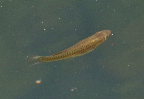 Cuban Gambusia (Gambusia punctata) — Poeciliidae — 3