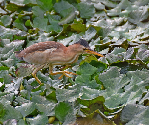 Avetorillo común (Ixobrychus minutus)