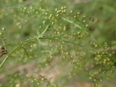 Artemisia annua