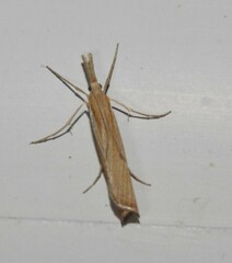 Agriphila attenuatus
