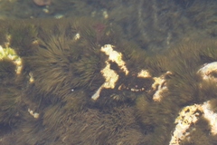 Rhodophyta