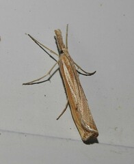 Agriphila attenuatus