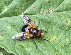 Volucella inflata