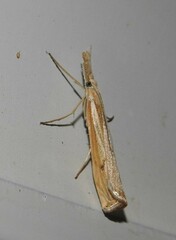 Agriphila attenuatus