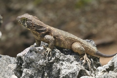 Leiocephalus cubensis