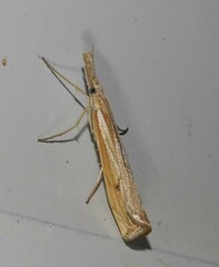 Agriphila attenuatus