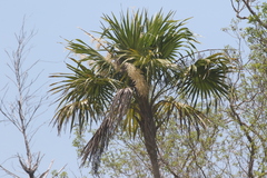 Thrinax radiata