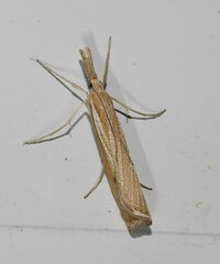 Agriphila attenuatus