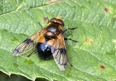 Volucella inflata