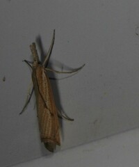 Agriphila attenuatus