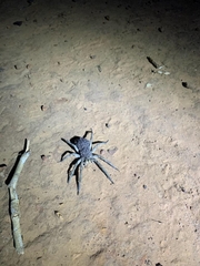 Lycosoidea