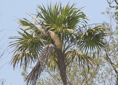 Thrinax radiata
