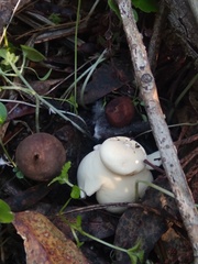 Geastrum fornicatum